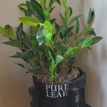 EPS Foam to Fill Void in Pot