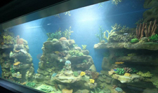 Foam for Aquarium Background