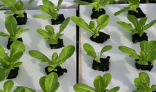 Styrofoam used to make custom grow trays for gardening