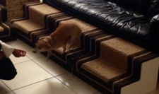 Dog Stairs created using EPS Foam