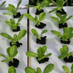 Styrofoam Grow Trays