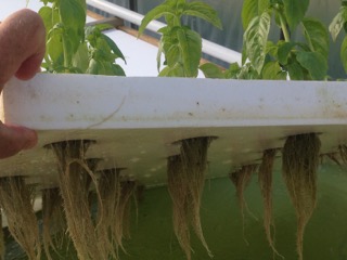 EPS foam panel used to create aquaponic garden