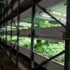 Commercial Hydroponic Farm Grow Trays