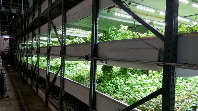 Commercial Hydroponic Farm Grow Trays