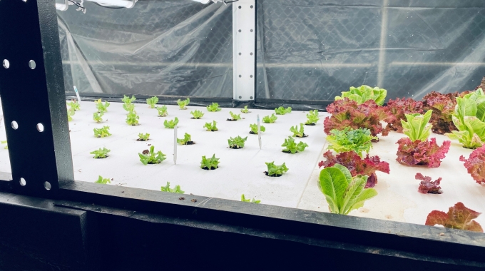 EPS Foam Trays for Hydroponic and Aquaponic Gardening